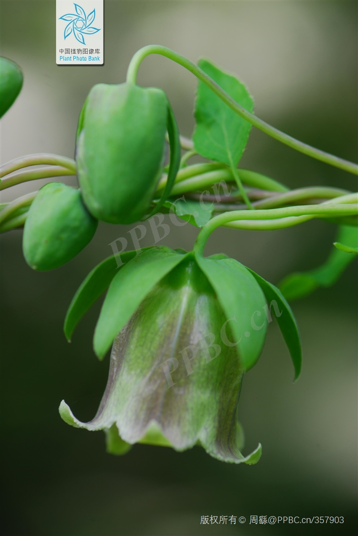 Zinwon's way of making wine