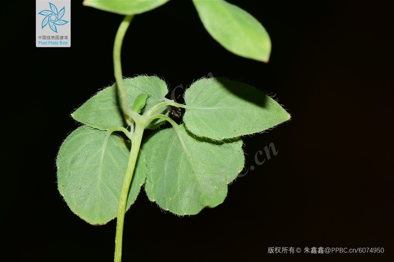 Zinwon's way of making wine