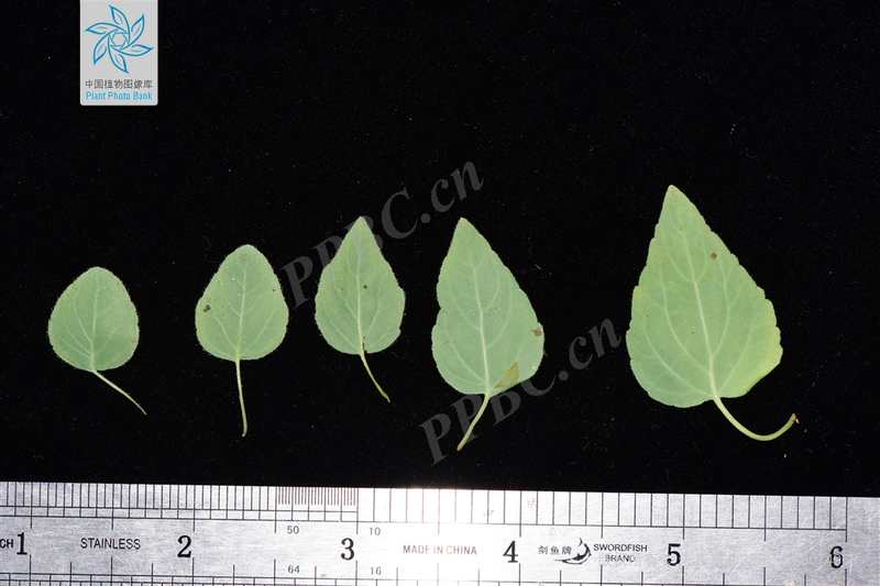 Zinwon's way of making wine