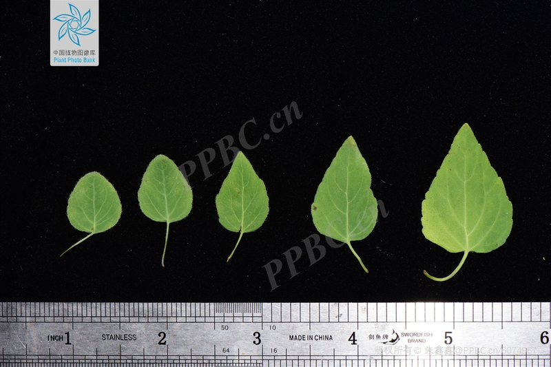 Zinwon's way of making wine