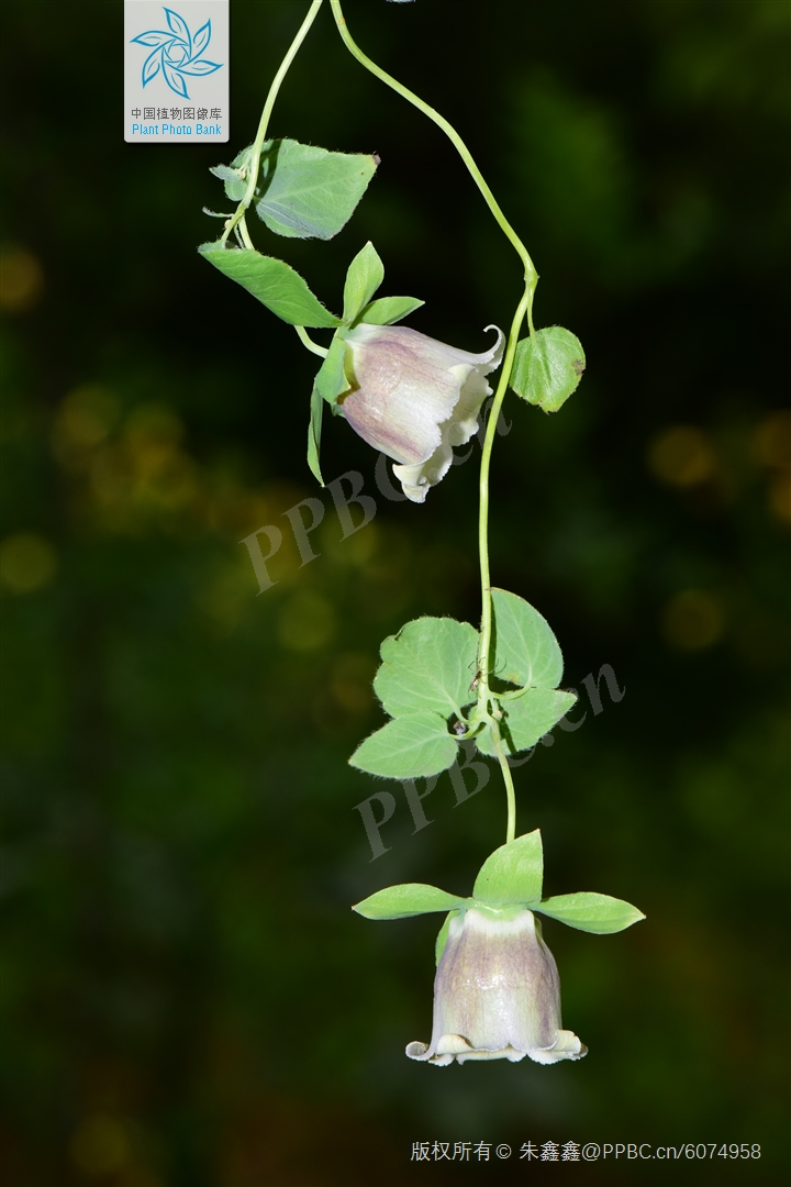 Zinwon's way of making wine