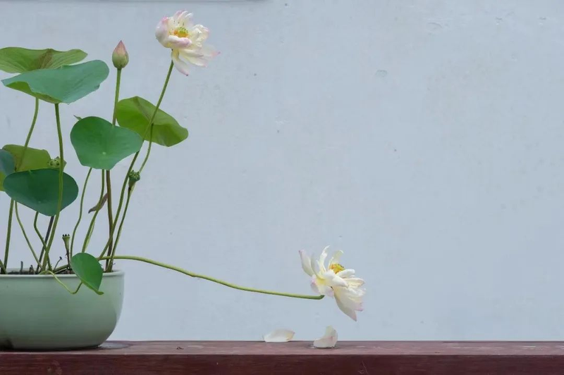 碗莲的种植方法