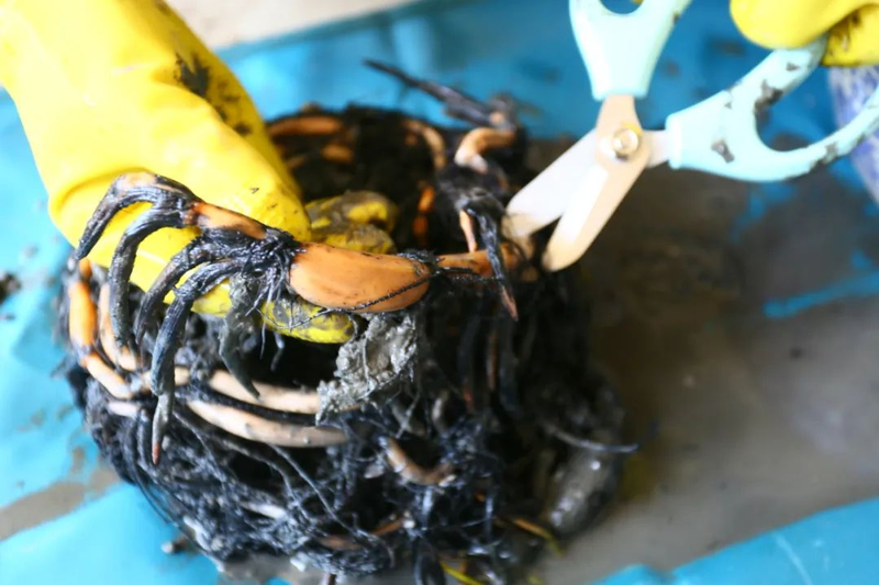 碗莲的种植方法