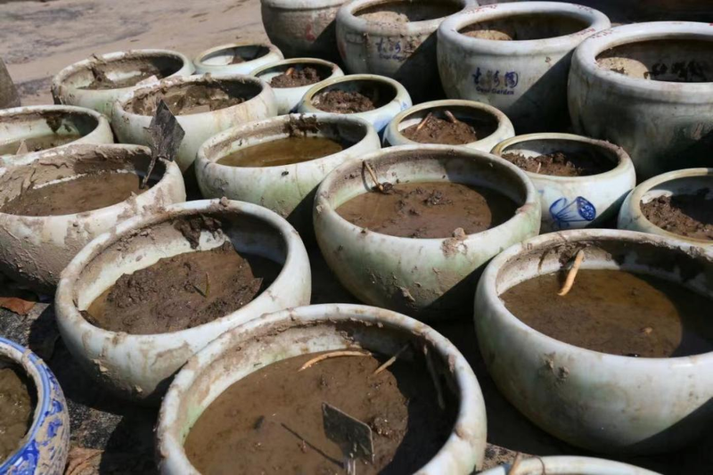 碗莲的种植方法