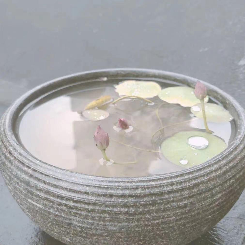 碗莲的种植方法