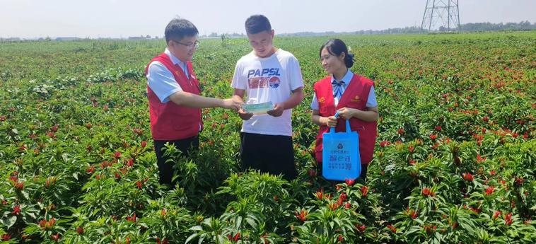 蔬菜大棚种植技术