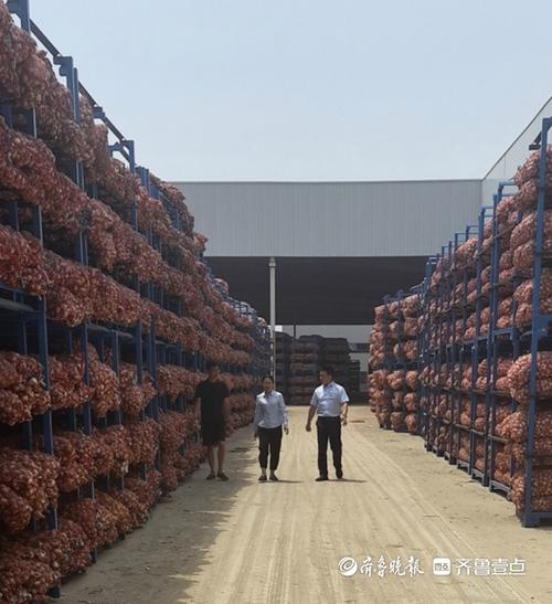 蔬菜大棚种植技术