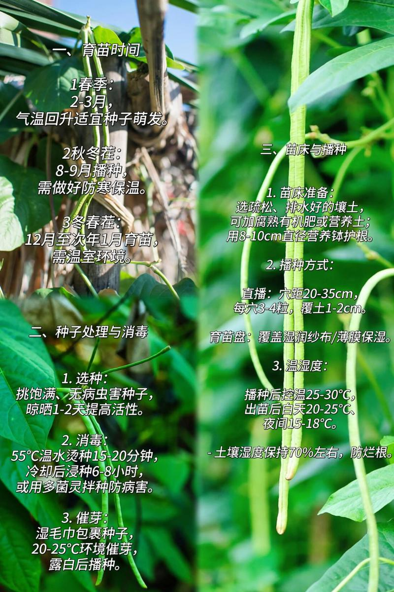 大棚长豆角种植技术