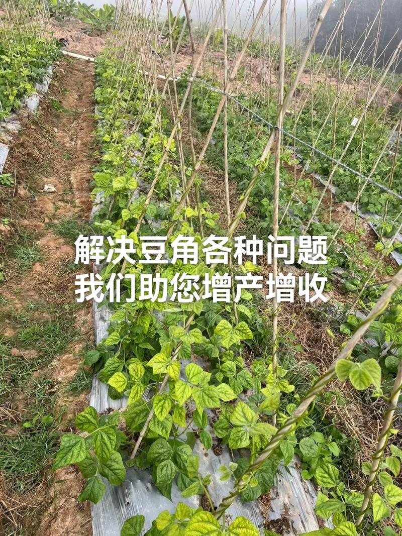 大棚长豆角种植技术