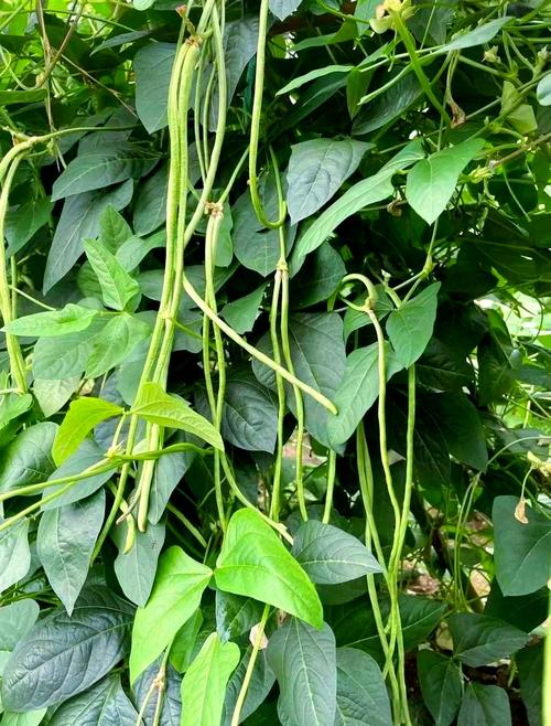 大棚长豆角种植技术