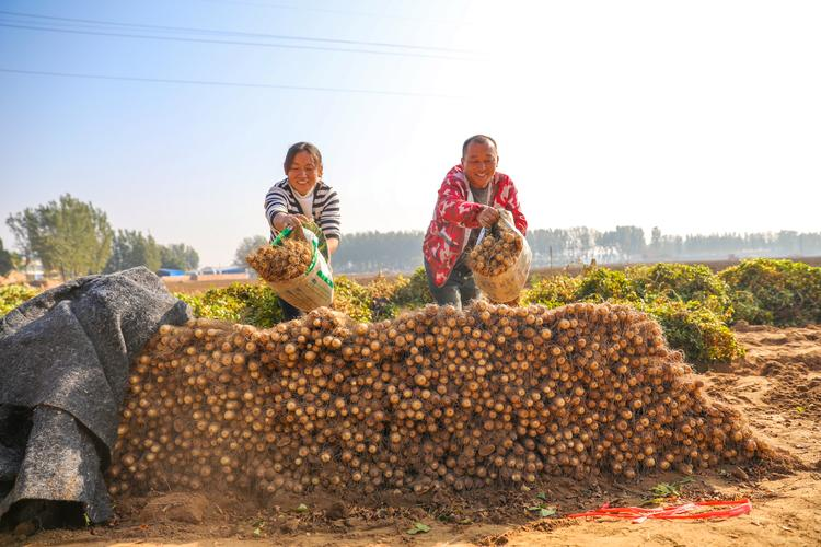 淮山的种植方法