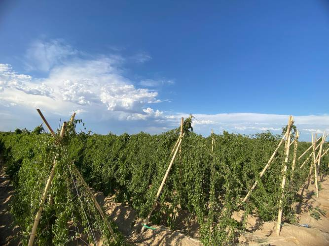 淮山的种植方法