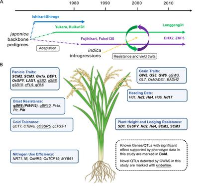 2026东北水稻种植技术