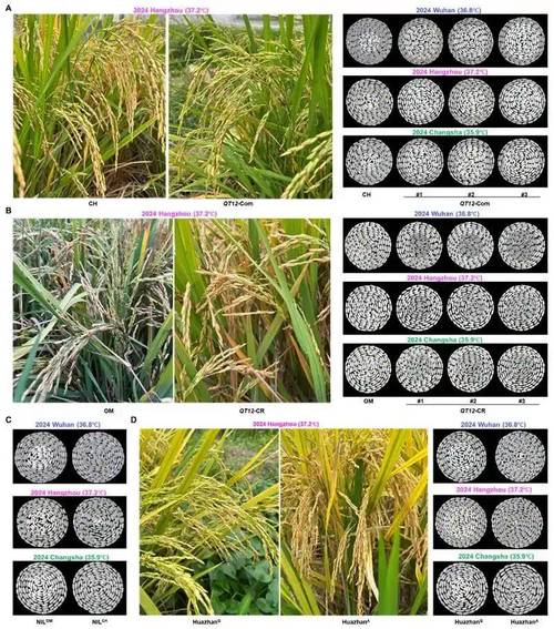 2026东北水稻种植技术