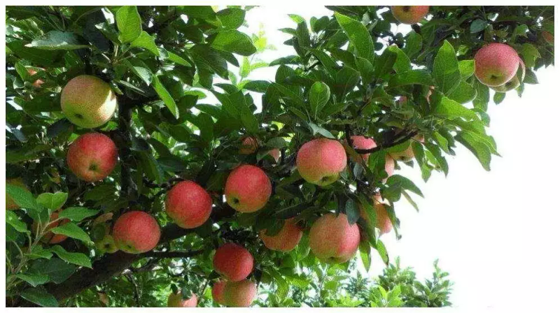 苹果树的种植方法