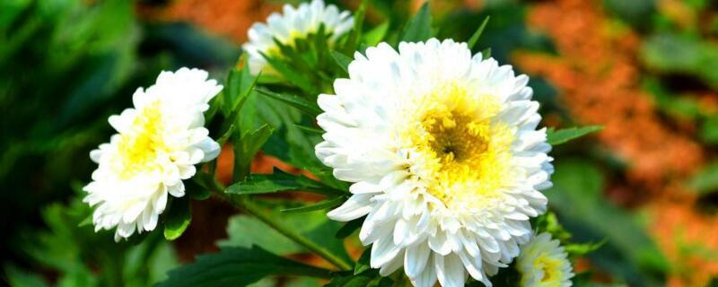 The method of cultivation of daisies