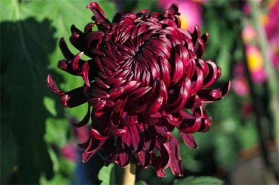 The method of cultivation of daisies