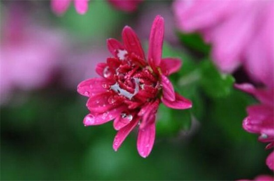The method of cultivation of daisies