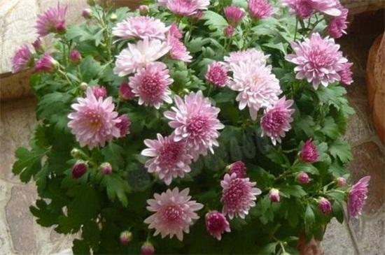 The method of cultivation of daisies