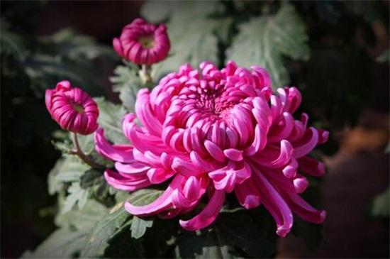 The method of cultivation of daisies