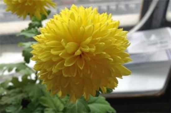 The method of cultivation of daisies