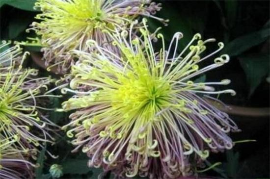 The method of cultivation of daisies