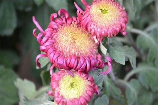 The method of cultivation of daisies