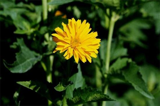 The method of cultivation of daisies