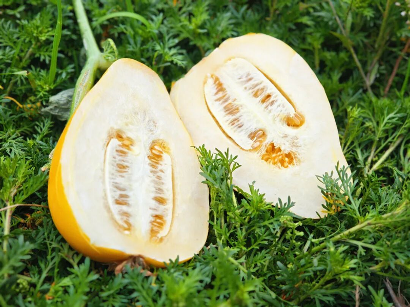 Gold melon cultivation techniques