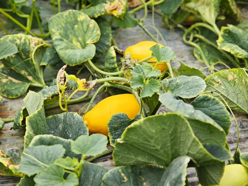 Gold melon cultivation techniques