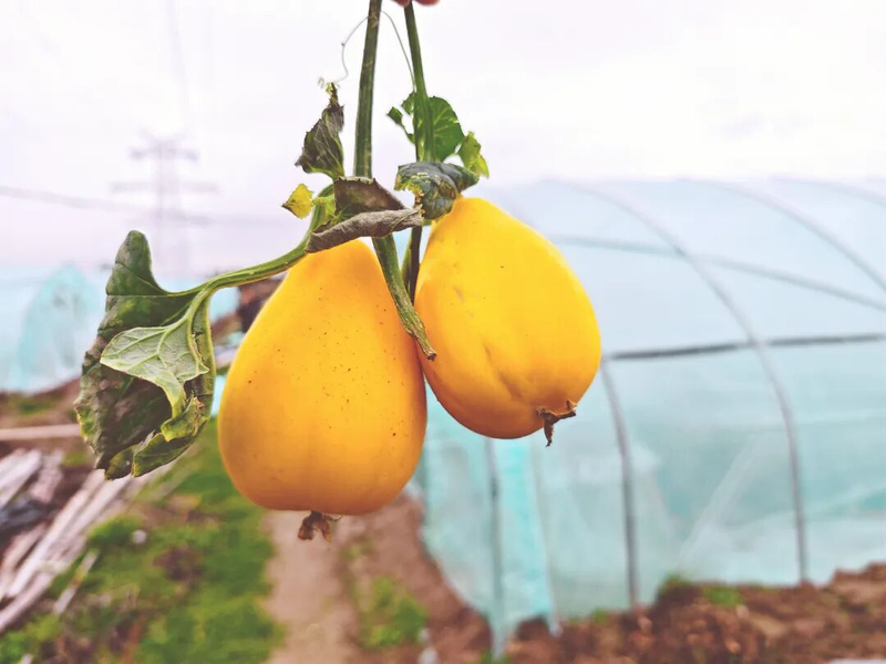 Gold melon cultivation techniques