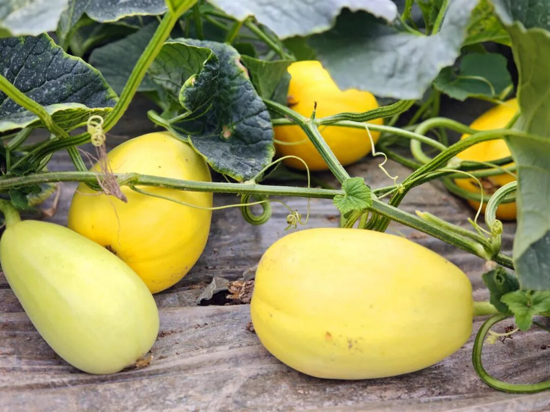 Gold melon cultivation techniques