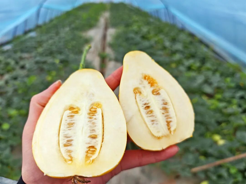 Gold melon cultivation techniques