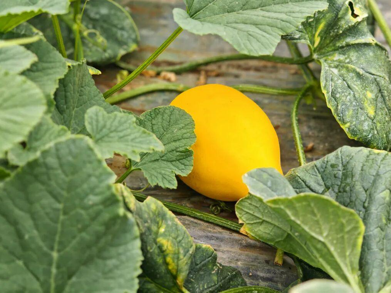 Gold melon cultivation techniques