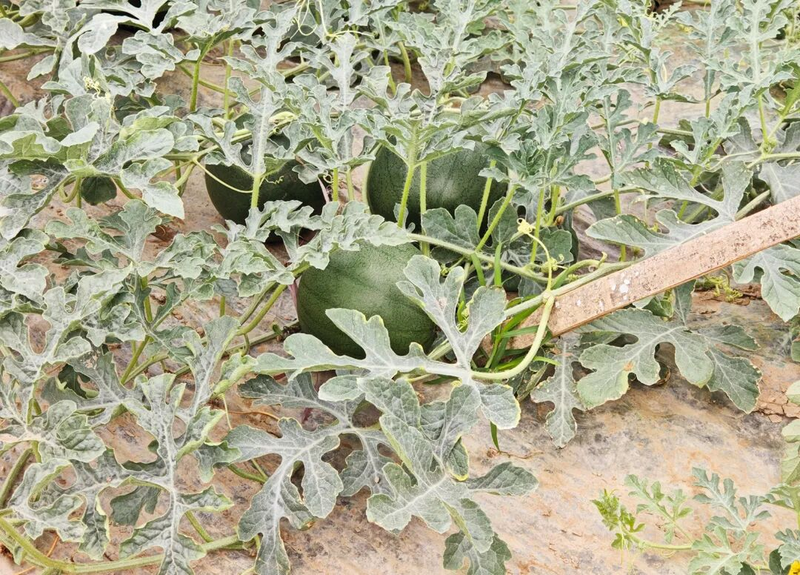 Gold melon cultivation techniques