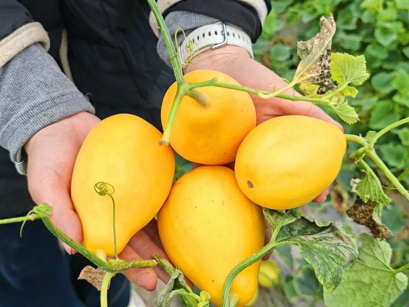 Gold melon cultivation techniques
