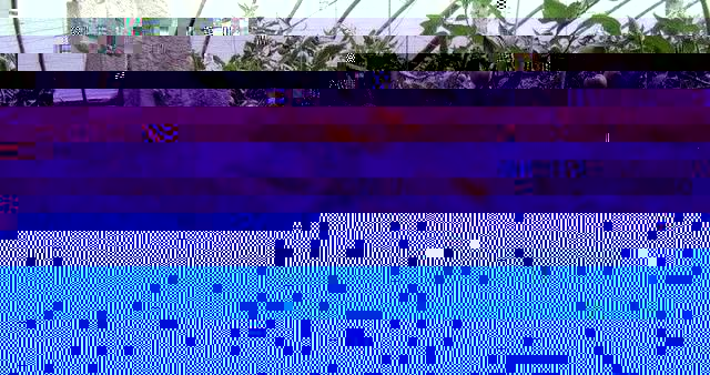 蔬菜大棚种植技术