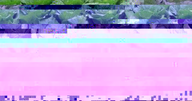 蔬菜大棚种植技术