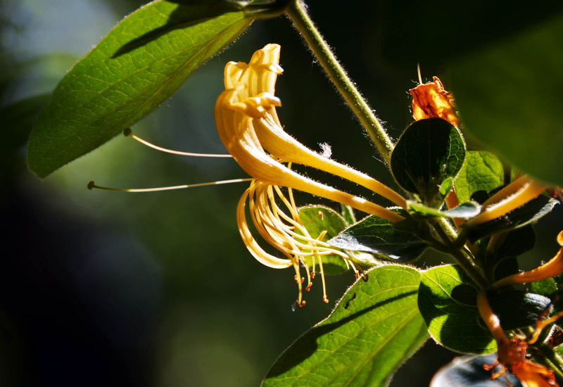 盆栽金银花种植技术