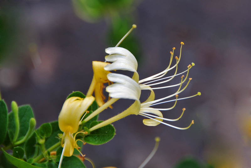盆栽金银花种植技术