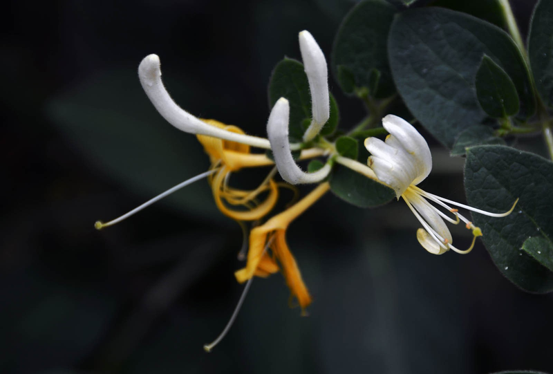 盆栽金银花种植技术