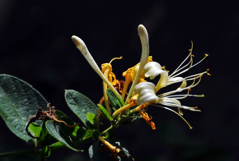 盆栽金银花种植技术