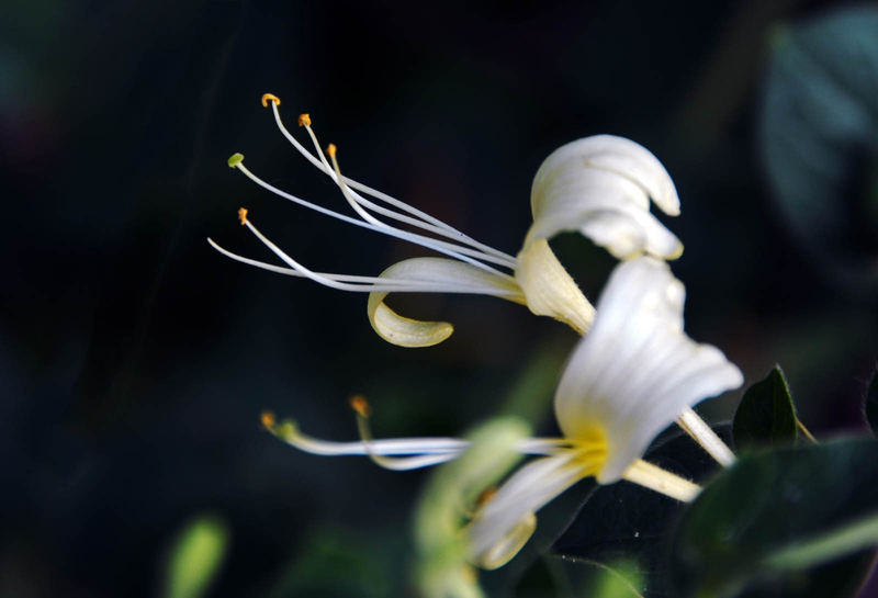 盆栽金银花种植技术