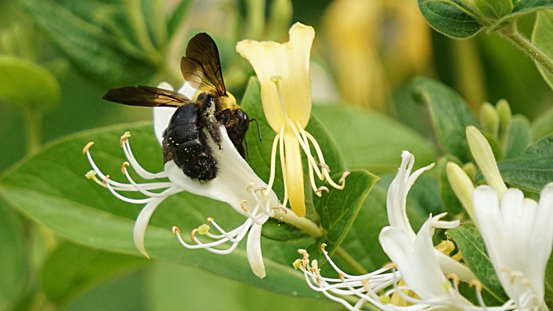 盆栽金银花种植技术