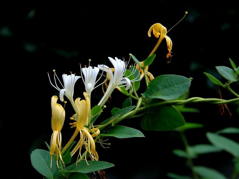 盆栽金银花种植技术