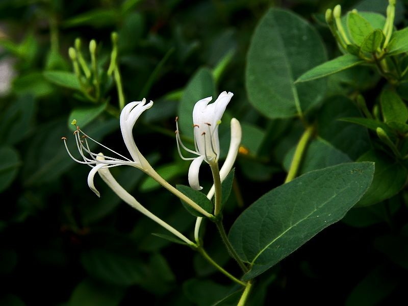 盆栽金银花种植技术