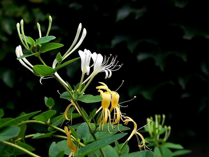 盆栽金银花种植技术
