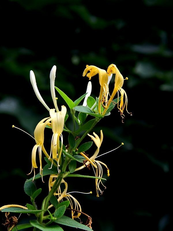 盆栽金银花种植技术