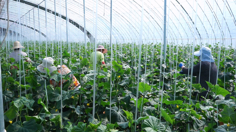 秋后黄瓜大棚种植技术