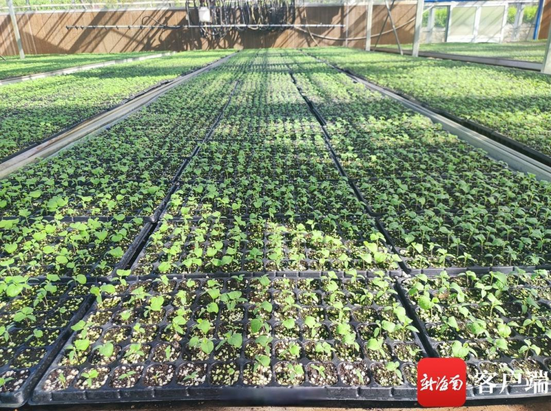 Video of cucumber growing techniques